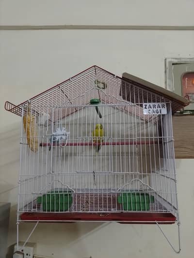 Australian perot pair