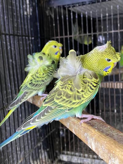 hogoromo split black wings