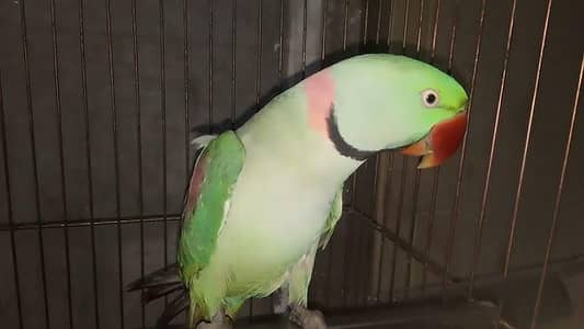 Raw parrot Talking Face to Face Talking