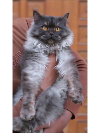 Odd Eyes - Male cat - tripple cote - persion cat - cat for sale