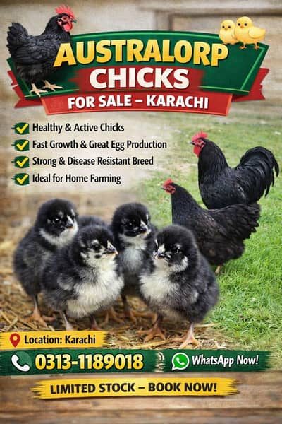 Austrolop Chicks Karachi