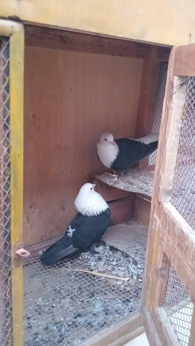 karbalai pigeons contact#03121258906