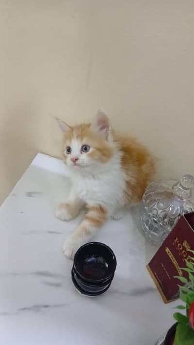 kitten available for salee