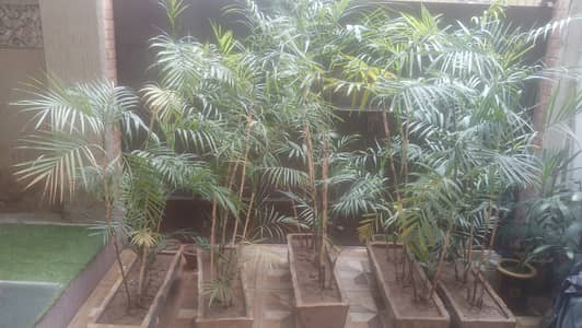 Palm plants