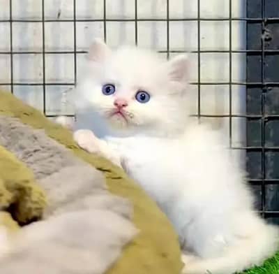 Persian female kitten for sale WhatsApp number 0342_9704074