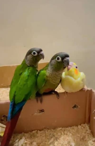 fly tame Green chick cnoure for  only loving family