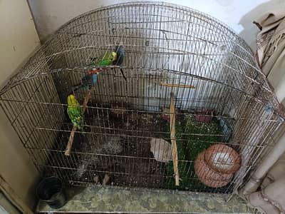 Healthy and Active Australian Budgies for Sale