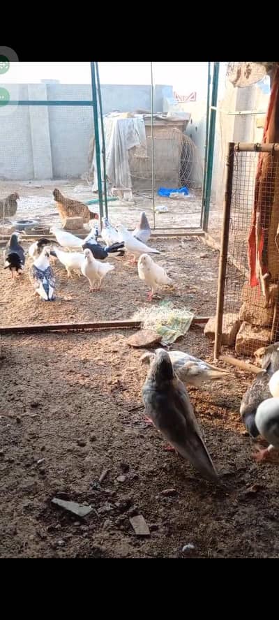 all fancy. pair for sale