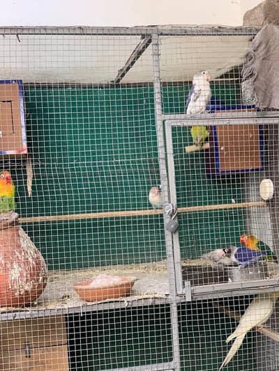 Love birds different pairs available