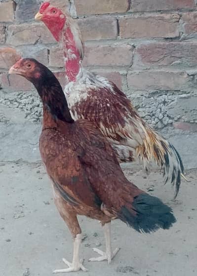 beautiful aseel madiyan eggs ki dy rhi hai n