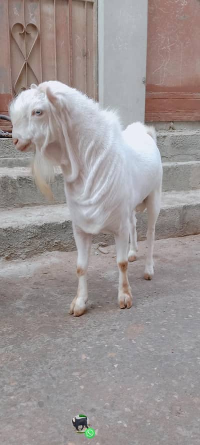 Top quality breedr tada