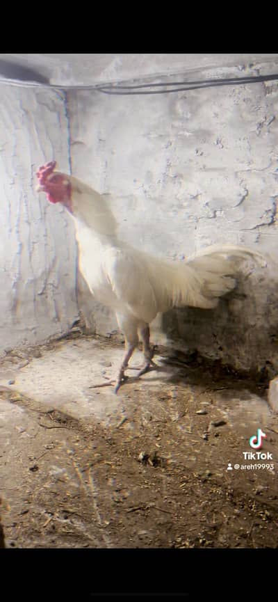 Burmi Aseel for sale 03252853800