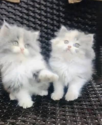 Quality Persian Punch face cat & kitten= Mor 03205959094=WhatsApp