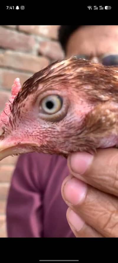 Adnan Aseel 03076748257