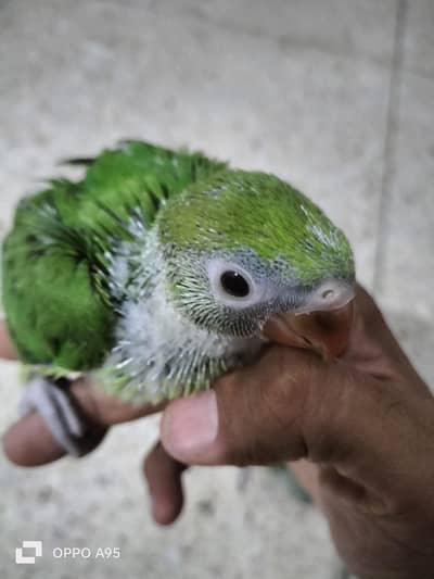 ringneck pair with chicks 03248203246