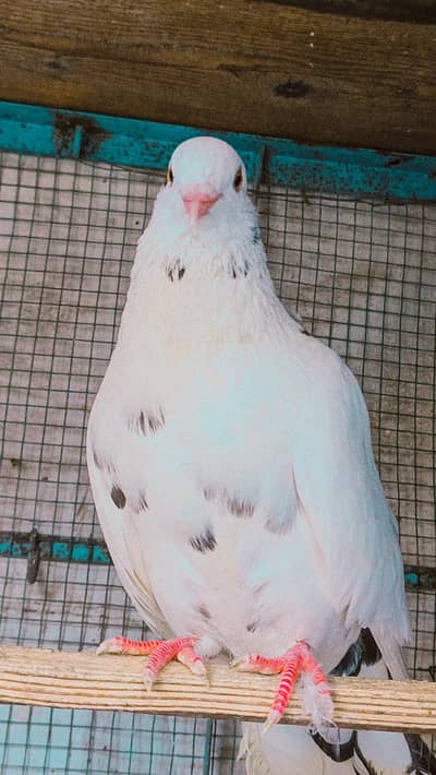 white king fancy and black tail