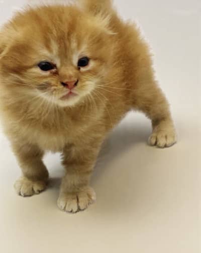 Scottish Fold / British Shorthair