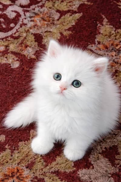 Persian Baby ( Snoye )