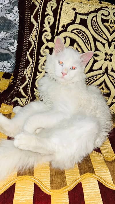 Persian cat for sale