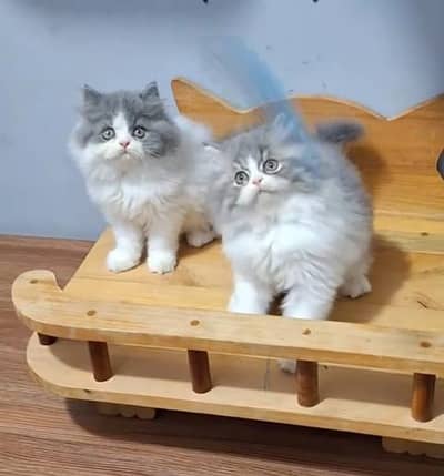 Quality Persian Punch face cat & kitten= Mor 03205959094=WhatsApp