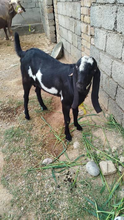high quality bakra for sale