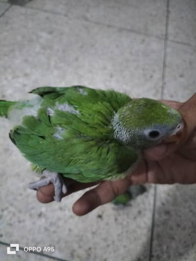 ringneck babies & pair 03248203246