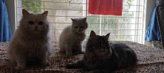 TRAINED CATS siberian grey and Persian white