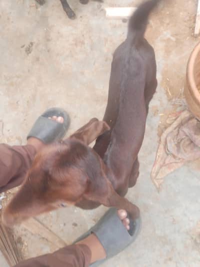 andu Bakra full masti