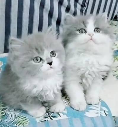 Quality Persian Punch face cat & kitten= Mor 03205959094=WhatsApp
