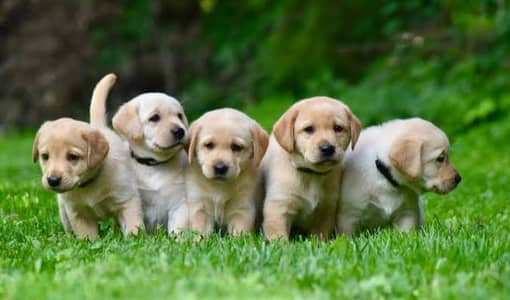 Labrador puppies 03255580193