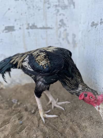 Orignal Black Mushka | Age 1.5 years