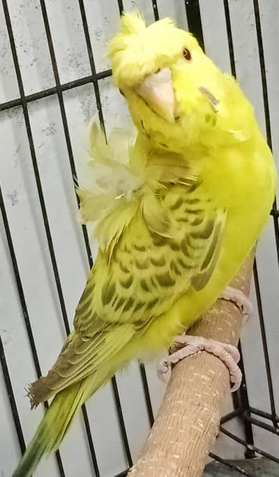 Hogoromo Fellow Pair