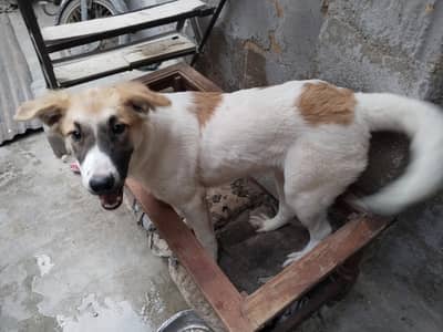 Dog afghanii kuchiii