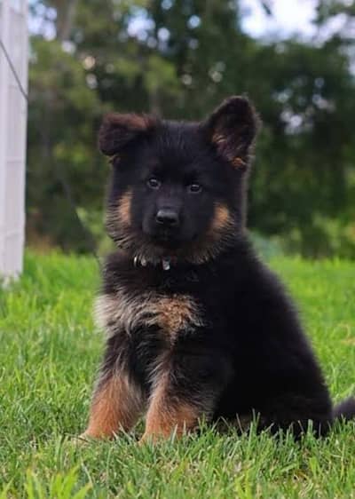 German shepherd puppies 03255580193
