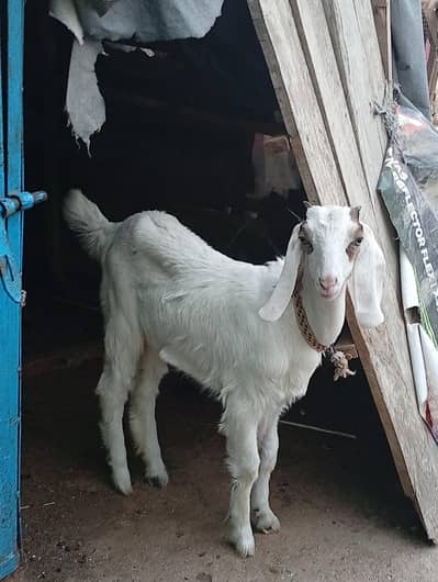 gulabi female bakri