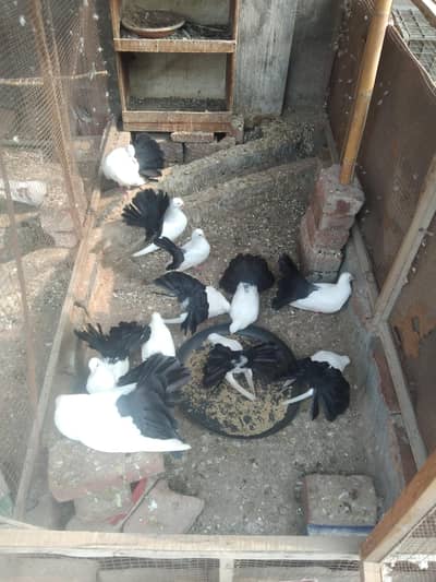 Blacktail pegion for saloe in lahore