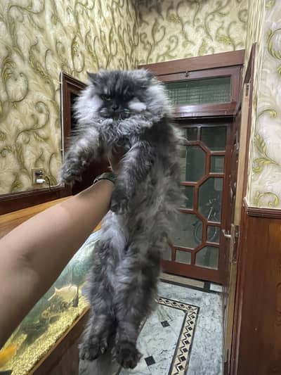 Persian Cat