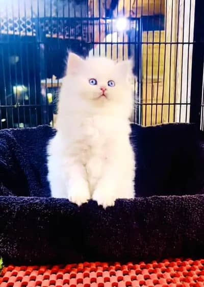 Persian cat for sale my WhatsApp number 0329-70-46-121