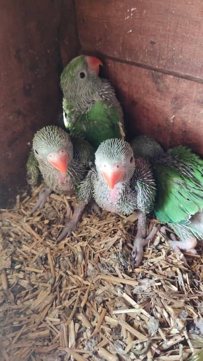 Ringneck babies for sale