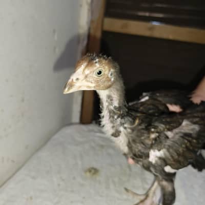 Pure Mianwali Aseel Murga.  5 Chicks also available.  1 Aseel Female