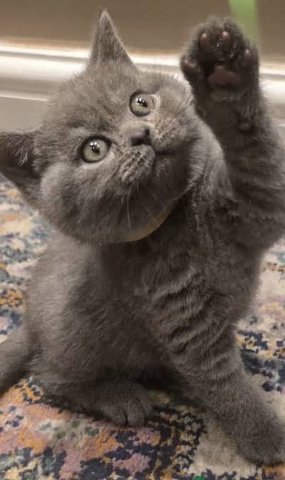 British Shorthair Kittens Available for Booking