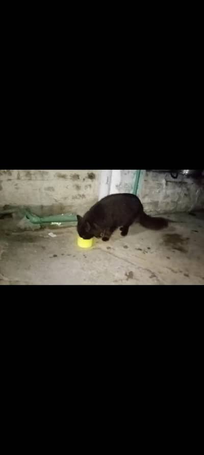 beautiful cat  shoqeen logu k liye