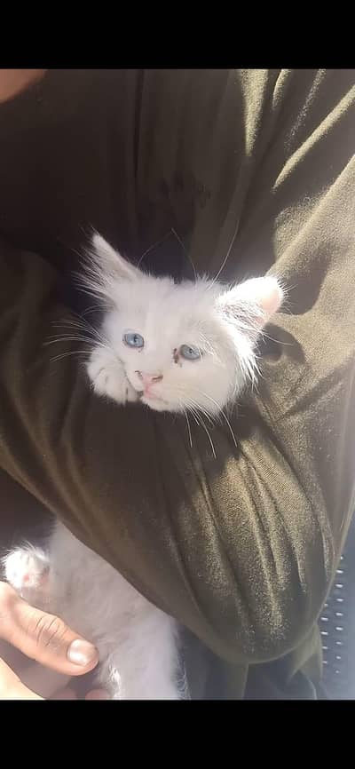 White Kitten Male, Blue Eyes (persian cat)