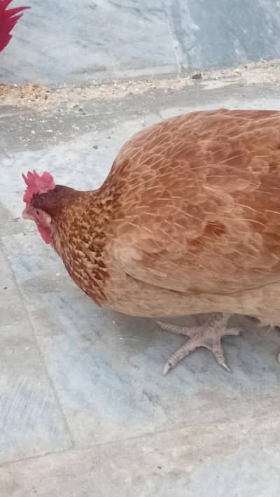 pure golden misri eggs dyna wali