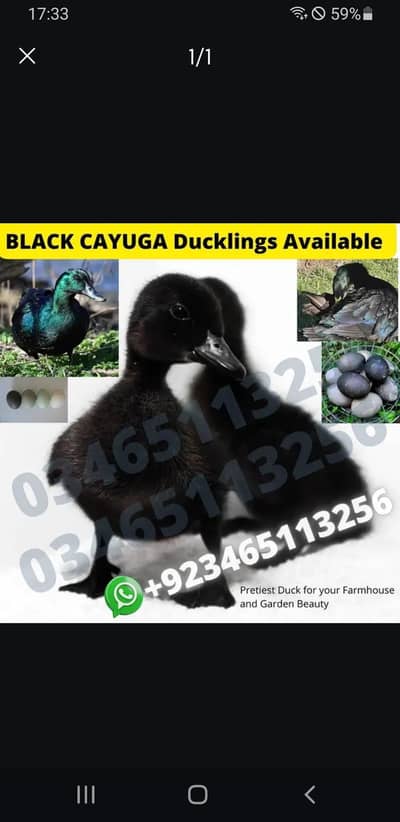 Black Cayuga Duck Duckling