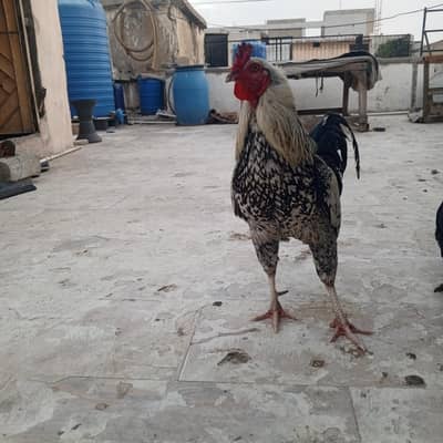 Aseel Murga & Aseel chiks also available