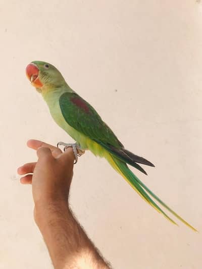 raw parrot female