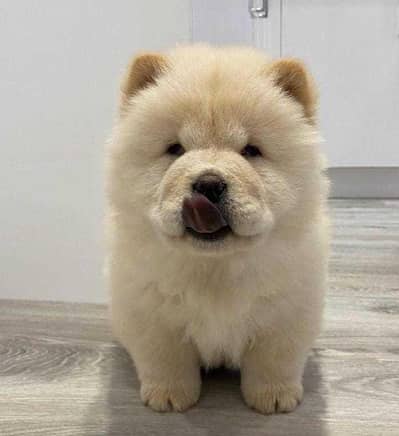 chow chow puppies 03255580193