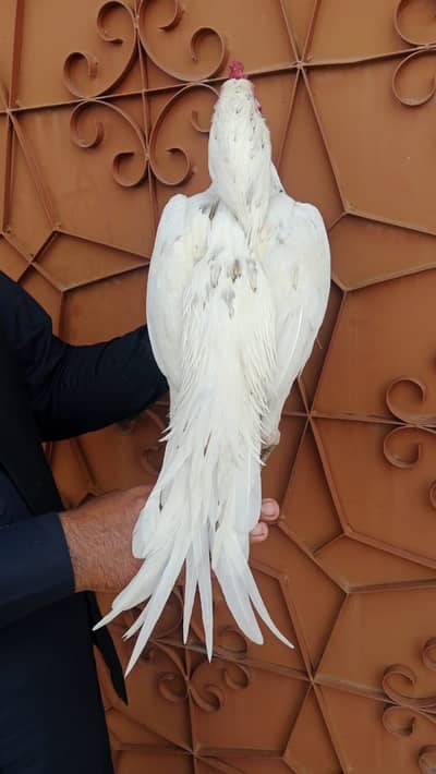 Heera and black lasani for sale. Different Pair different price