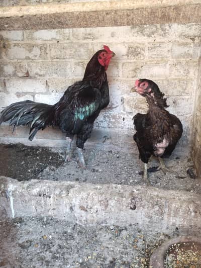 dragon Thai black eyes fresh and fertile egg